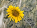 Sonnenblume-2
