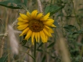 Sonnenblume-3