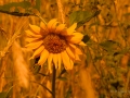 Sonnenblume-4