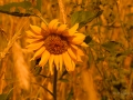 Sonnenblume-4