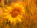 Sonnenblume-5
