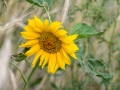 Sonnenblume