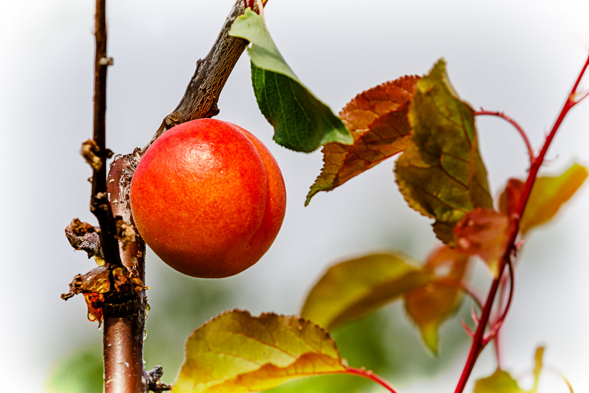 Obstbau Jorde - _MG_0580-3- sRGB - 1980 - 72dpi - 400k Monitorausgabe