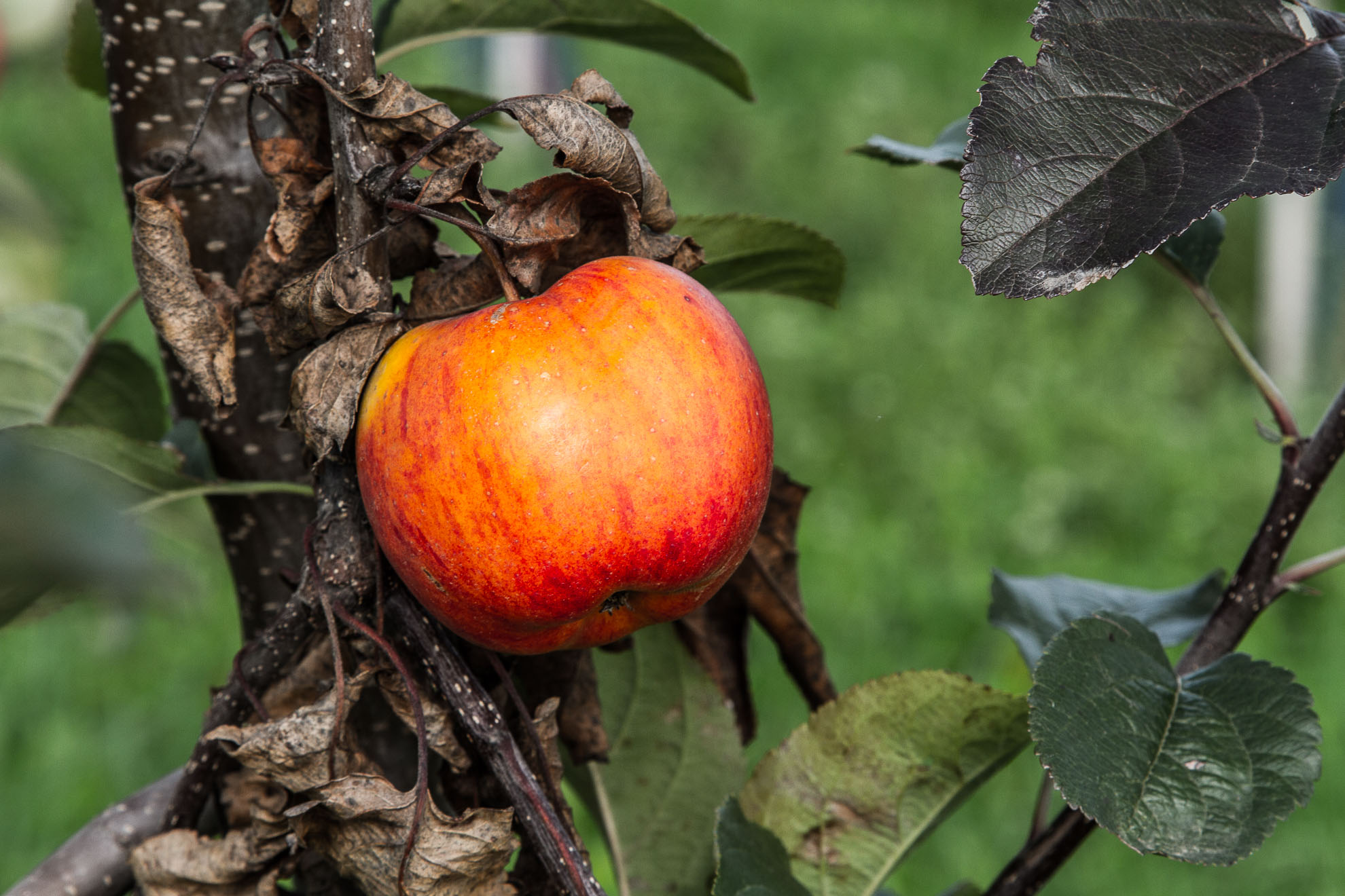 Obstbau Jorde - _MG_4081- sRGB - 1980 - 72dpi - 400k Monitorausgabe