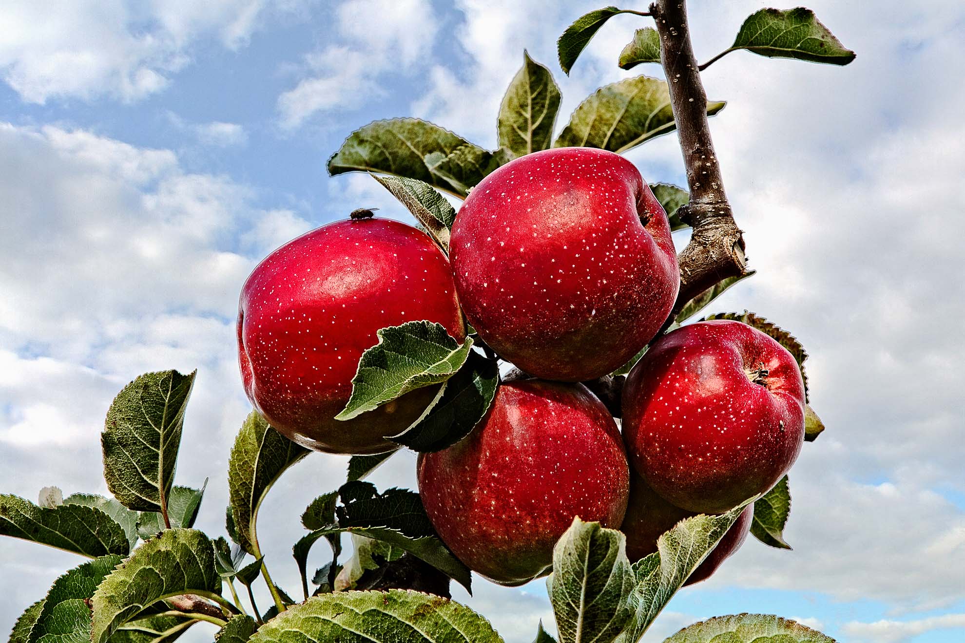 Obstbau Jorde - sRGB - 1980 Pixel - 72 dpi - - max 400k - Bildschirm-3