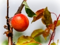 Obstbau Jorde - _MG_0580-3- sRGB - 1980 - 72dpi - 400k Monitorausgabe