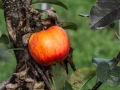 Obstbau Jorde - _MG_4081- sRGB - 1980 - 72dpi - 400k Monitorausgabe