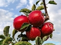 Obstbau Jorde - sRGB - 1980 Pixel - 72 dpi - - max 400k - Bildschirm-3